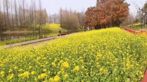 看油菜花何必去婺源，上海这个城市湿地公园，满坡的油菜花开得酣畅淋漓