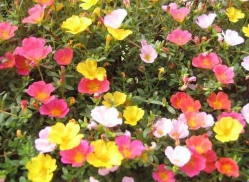 阳台适合养3种花,人养花,花也养人,解毒败火,家家必备!