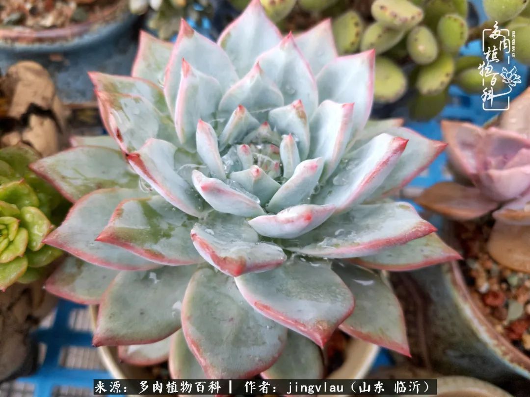 花月|多肉露养度夏,没遮阳没遮雨,有惊无险!