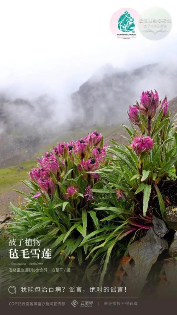 鼎盛时刻|毡毛雪莲:我能包治百病?谣言,绝对的谣言!