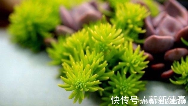 多肉植物这样换盆, 没有养不好的肉肉!