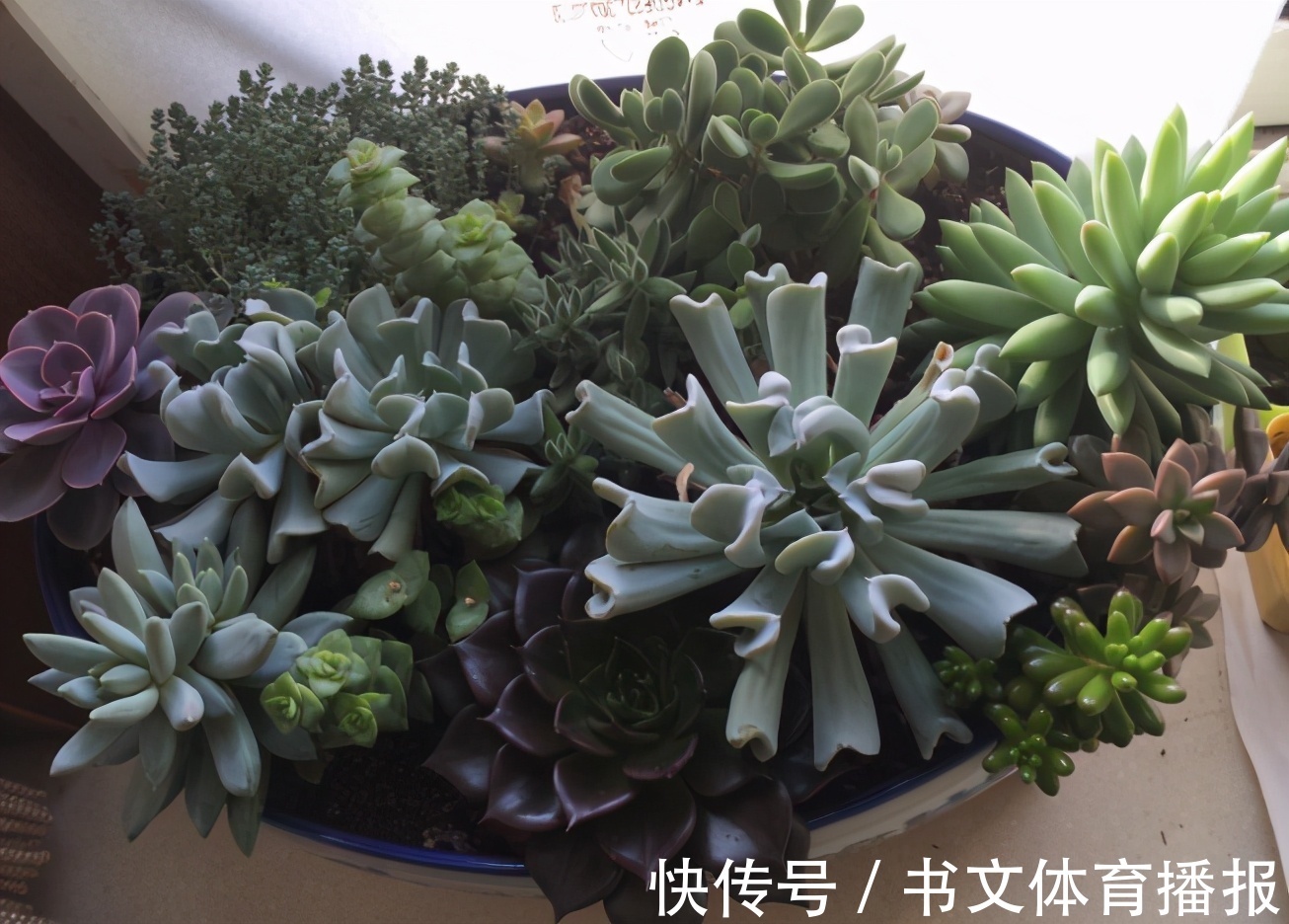 这4个基础要求没落实好，盆栽多肉，再上心也养不好，干瘪难看