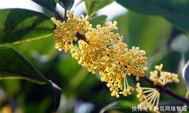 加餐|纳兰性德最体贴温润的友情:凭寄语,劝加餐,桂花时节约重还!