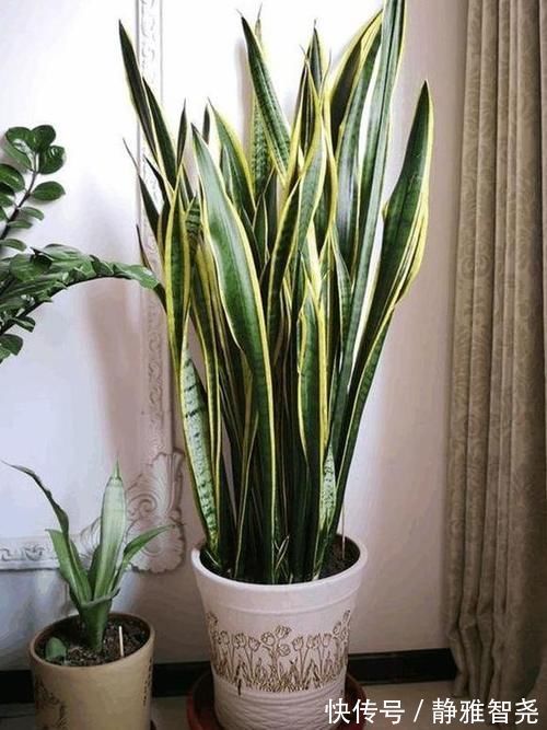 室内放绿萝、吊兰净化空气除臭味早过时了,现在更盛行虎皮兰