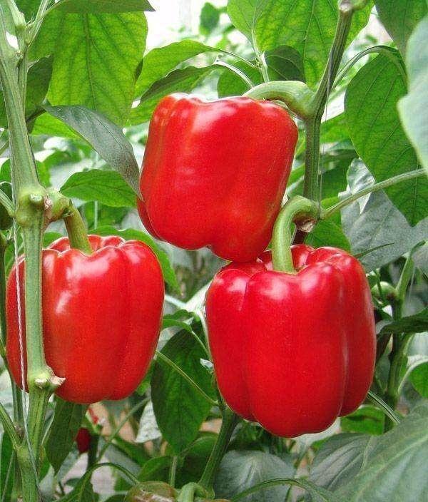 过氧化氢|女性要坚持吃3种食物，补充营养、滋补身体，好处多多