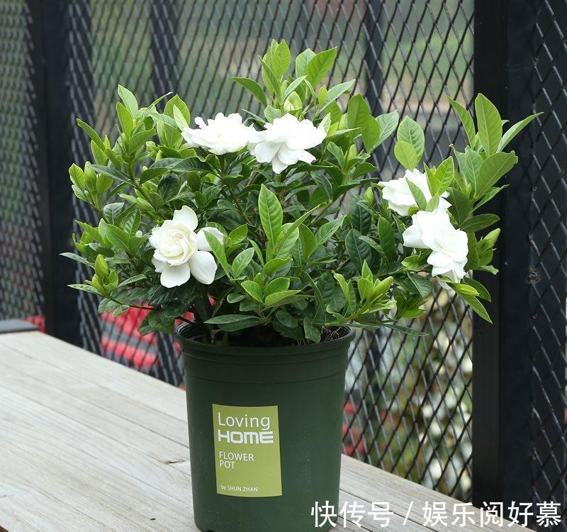 硫酸亚|北方养护栀子花很简单，只需做好以下这几点，开花勤快状态好！