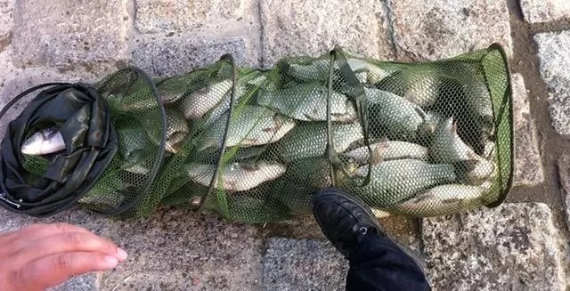 小秘密|最”狠毒“的天然饵料,四小时狂拉百条鲫鱼,即使是傻子也能爆护