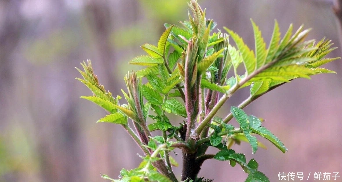 它叫阳虎刺,长得像香椿,但比香椿好吃,现在正美味,遇见别错过