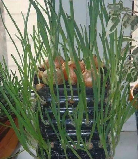 浇水|太神奇了！她在塑料瓶里种蔬菜，一年都吃不完！