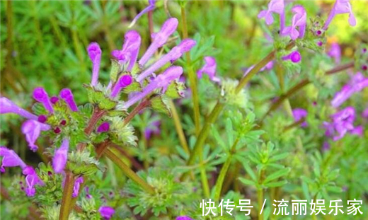 草本植物|在农村这种“接骨草”,不但好看能盆栽,其实还能治肝炎