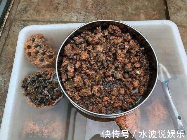 瓦块|高手养花的3个“法宝”,不烂根不黄叶,比啥土、啥肥都好