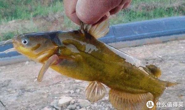 内脏|野钓黄颡鱼如何选饵？巧用家禽内脏出奇制胜，解析其特点和用法