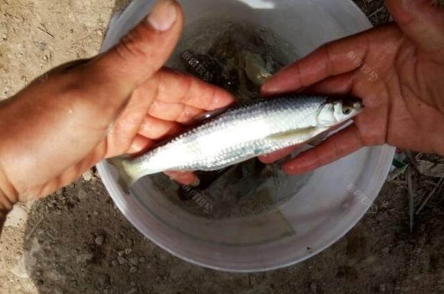 水库钓鱼遇白条闹窝，被动挨打不如主动出击，一招让白条清场