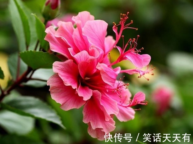 养花总是不开花,试试养这些小花,保你朵朵开花爆盆,懒人一样养