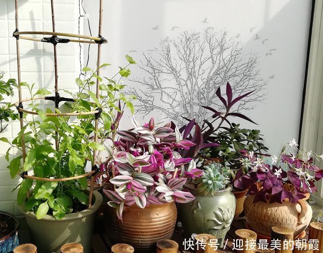 3种“网红花”,一点不娇气,沾土就泛滥,气质还高大上