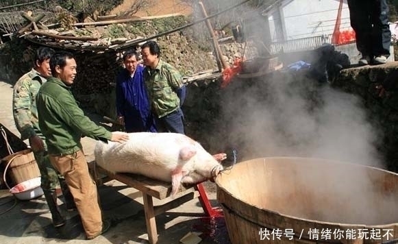 各国杀猪对比，中国讲技术，德国有人性，日本人的做法让人看不懂