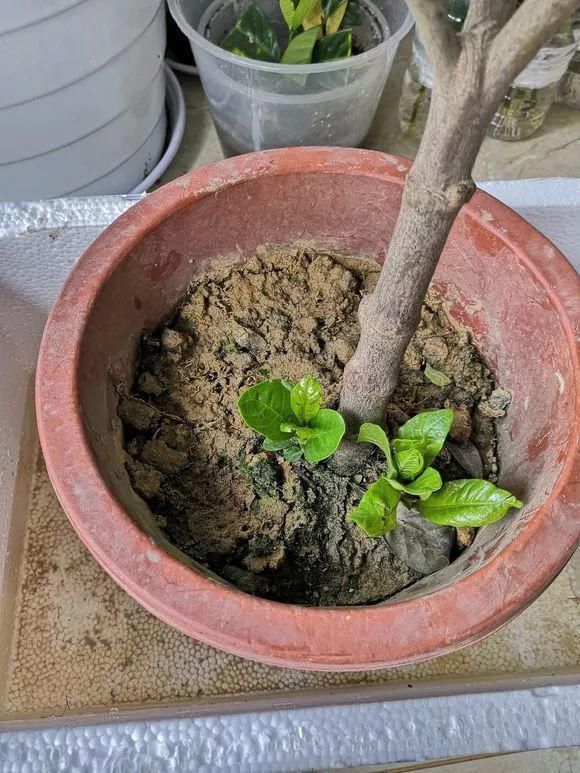 养花的土太结实？1个小窍门，土壤松软如发糕，透气不烂根！