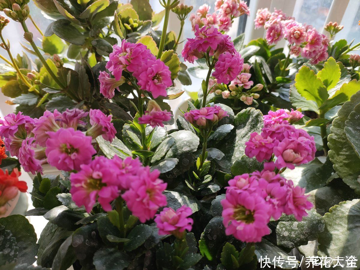 3种花就适合养满窗台，一开花犹如花海，满屋都是花