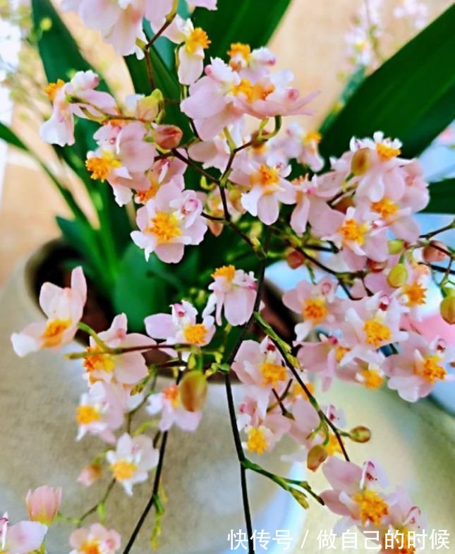 聪明人都养4种花，简单好养、开花多，不费事就能养好！