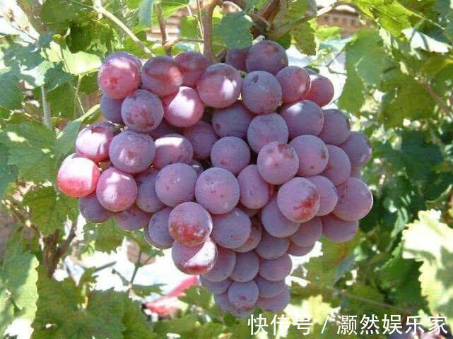 会吃的人最长寿，常吃3种食物，补充营养，排毒抗衰，营养又瘦身