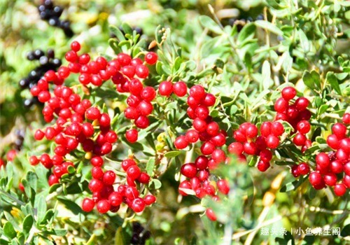 芋头芋头|爱美的女性要多吃4种食物,排毒养颜、延缓衰老,有益健康