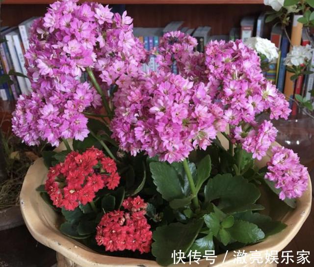 花苞|夏天盆栽“长寿花”，把4个“小细节”做好，天冷后冒花苞，美