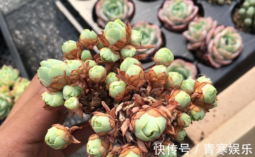 张大哥养肉10多年，总结出4个“耐热品种”，肉迷都喜欢