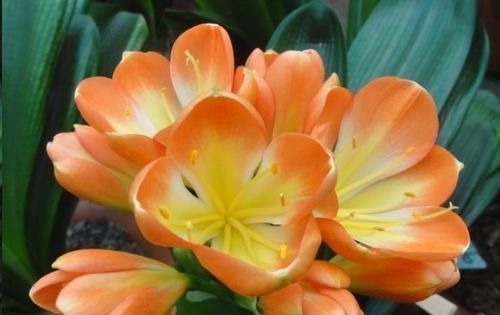 往君子兰花盆里丢一点这个,叶子又绿又亮,一年开花两次