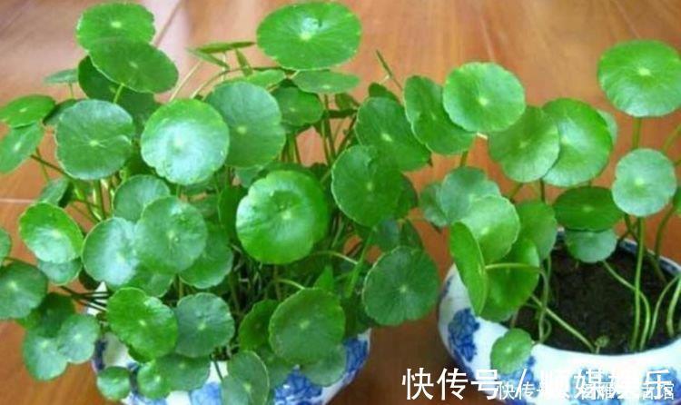 虎皮兰花|4种花养家里,好养又漂亮,几个月不浇水,照样长得旺
