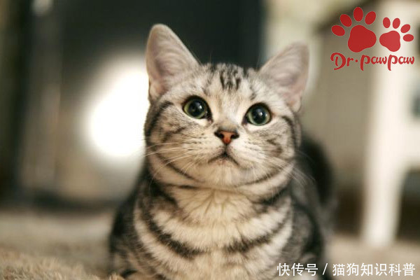 猫腿一瘸一拐但能走路