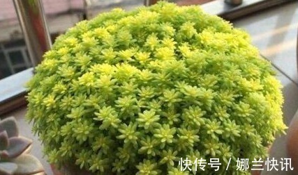 仙人掌|5种花都可“当药用”，养一盆，需要摘一点，再不怕有“小毛病”