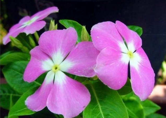 秋季养啥花这2种花,好养又好看,花色艳丽,阳台四季有花看