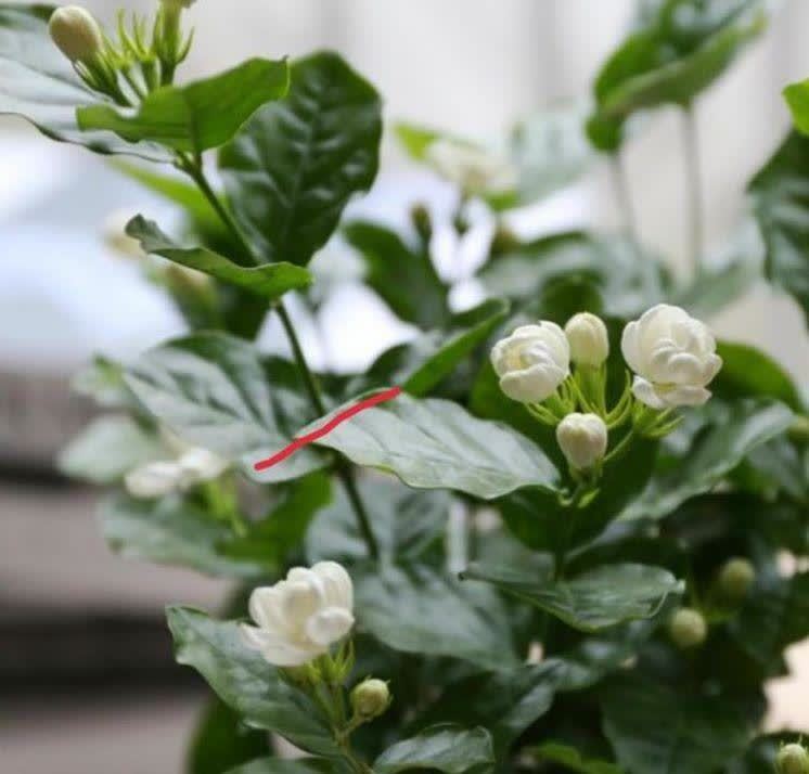 几种花,开花漂亮又好养,开花漂亮财运来,一养就上瘾