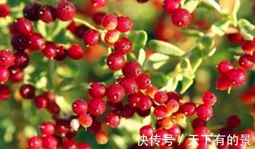 肠胃|人到中年，常吃以下食物，排毒养颜，调理肠胃，安神助睡眠