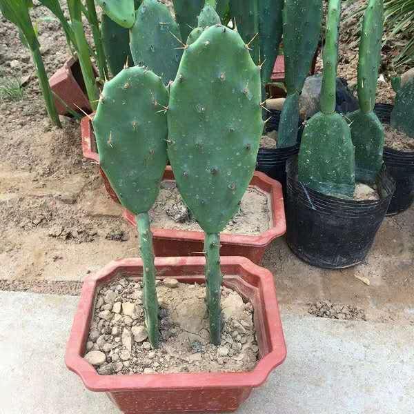 4种常见花卉,不爱喝水,想养好就得“旱”,越旱长得越旺