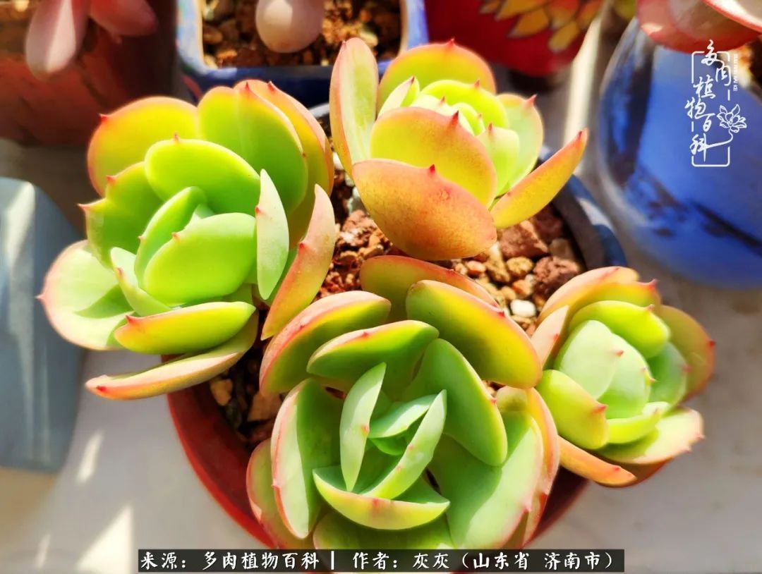 多肉植物|养多肉四年，铁打的盆盆流水的肉，无需多问，问就是喜欢！
