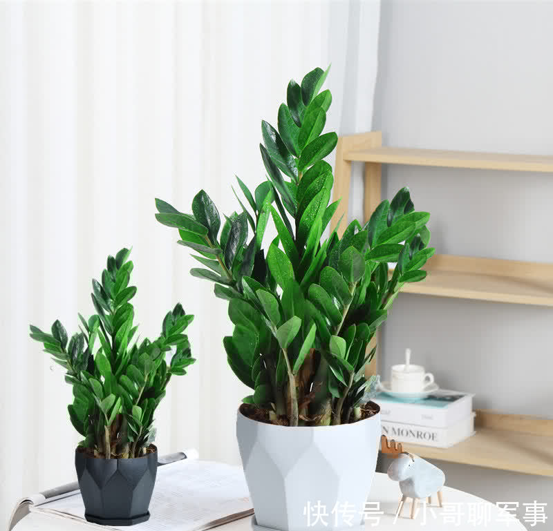 九大“健康花”,建议大家养一盆,干净漂亮又吉祥