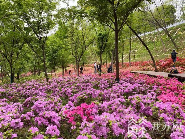 杜鹃花开春满城 江苏各地杜鹃盛放