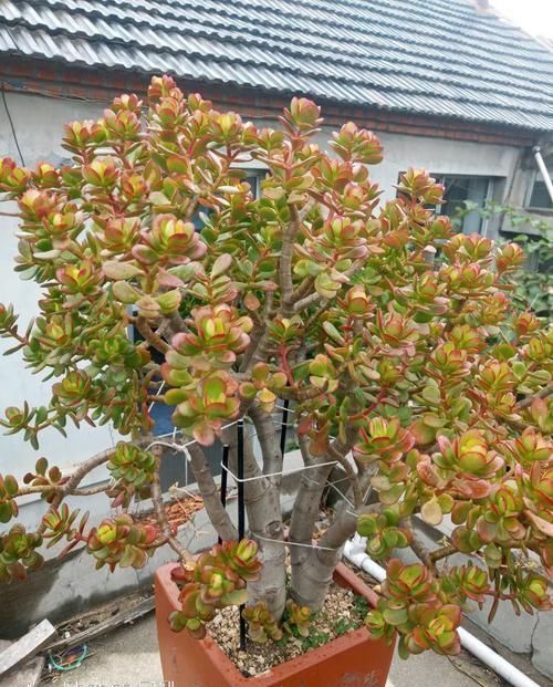 养了20年的玉树，杆子比大腿还粗，满树白花跟下雪了一样