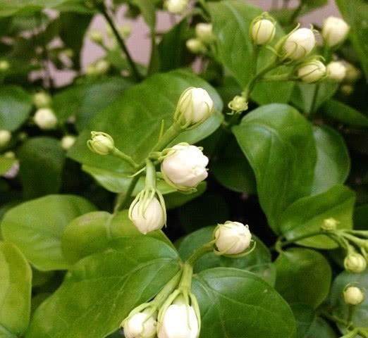 百合|对身体很好的3种花,香气四溢,有益身心,摆放家中好看又好养