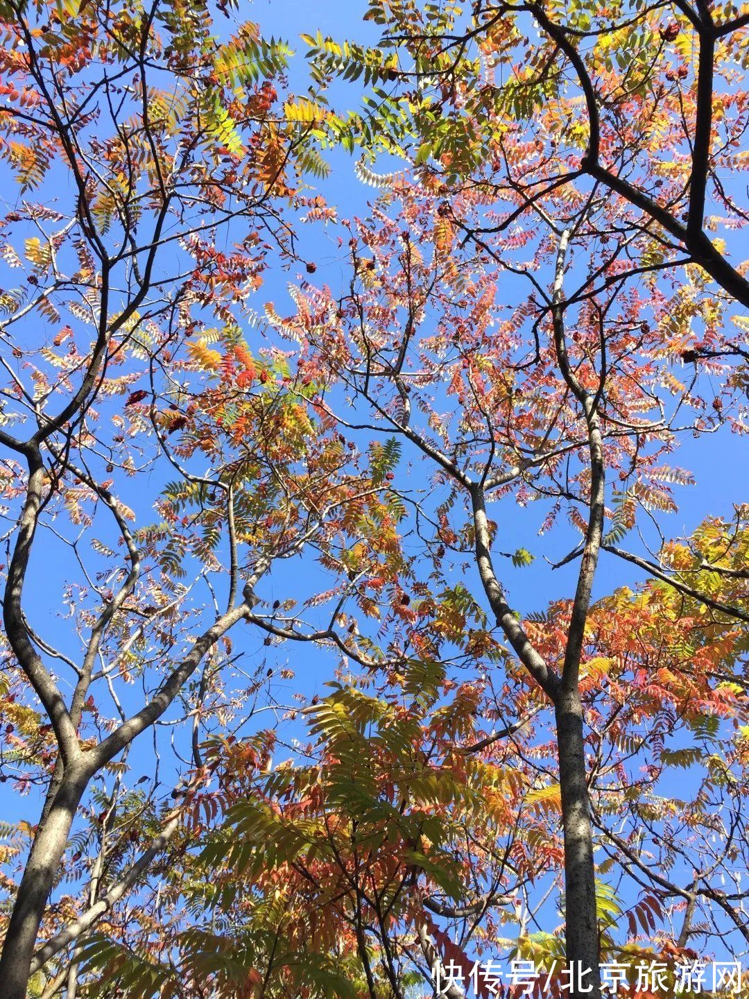 秋色|这个北京绝美的国家湿地公园大部分人都没来过，一起看看它的秋天