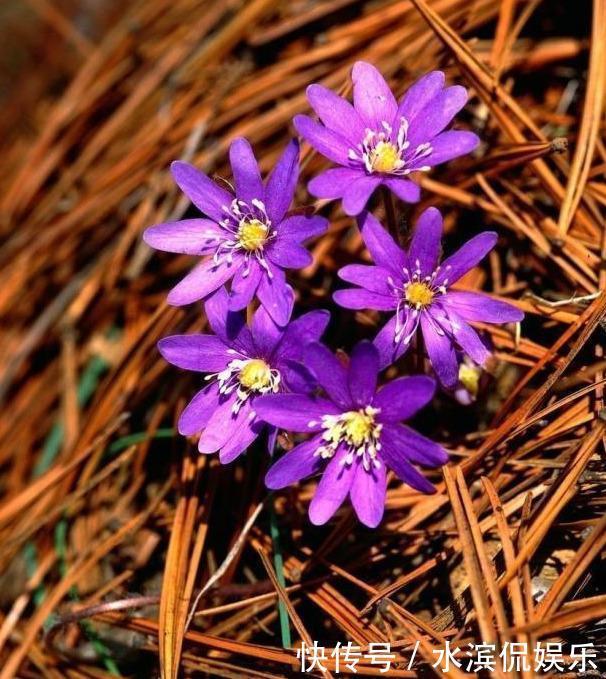 营养|养花配土,路边捡“天然酸性土”,稍加处理,秒变“万能营养土”