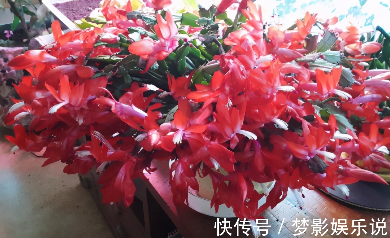 掌握住这个“催花技巧”，养蟹爪兰或其他花卉全不用愁了