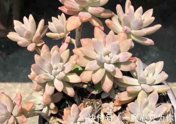 爆盆|盘点10种容易度夏多肉,随便养,随便选,总有几款适合你