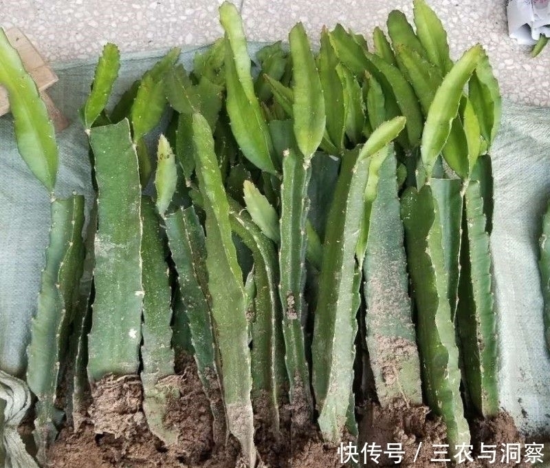 可当饭|果期长达半年,在阳台栽一棵,掌握种植要点,可当饭当水果