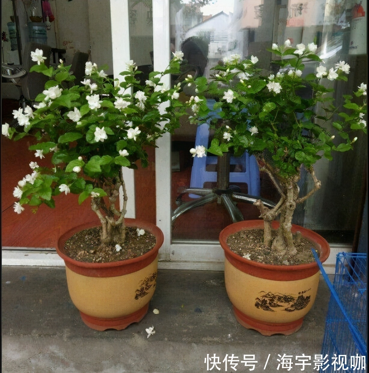 挂果|家里养盆“杀菌”花，精神轻松又清香，老中医经常养，错不了