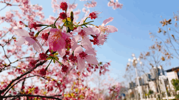 中年|丽水出现“樱花大道”,就在市区好溪路,赶紧出发去打卡