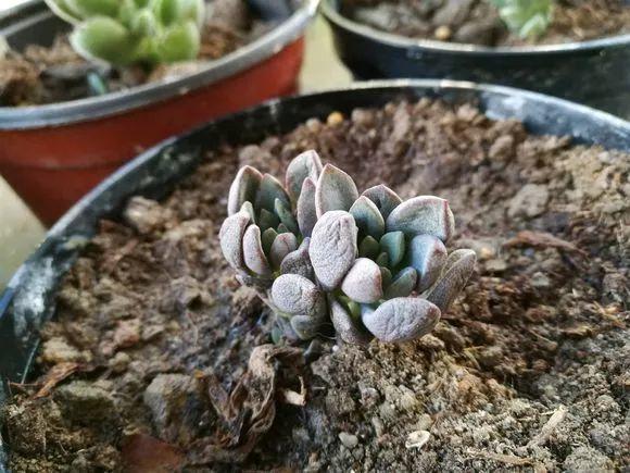 多肉越养越小,干瘪干枯看这里就知道了,这么做还“有救”