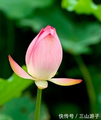 桃花如雨|11月上旬，4属相贵人相助，事业进步，生活越来越精彩