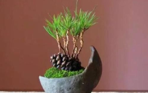 绿植|多捡些松果带回家,一处理埋土里,轻松长成精致的绿植盆景